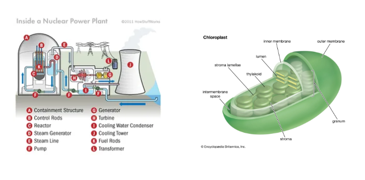 An image of the chloroplast