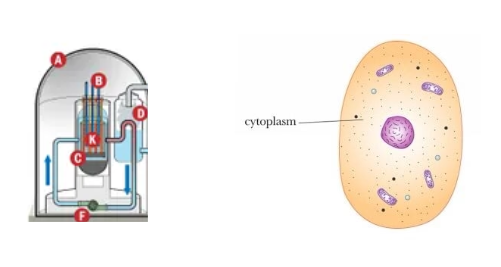 An image of the Cytoplasm