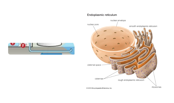 An image of the endoplasmic reticulum