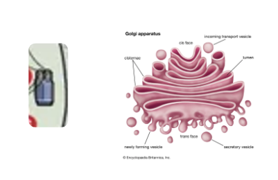 An image of the golgi body