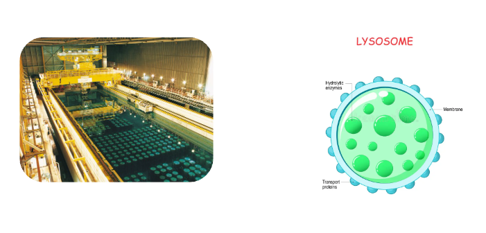 An image of the lysosome