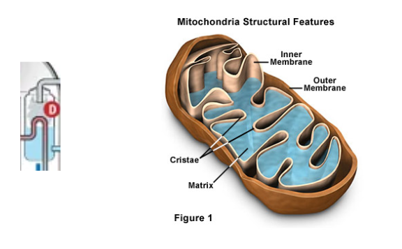 An image of the Mitochondria