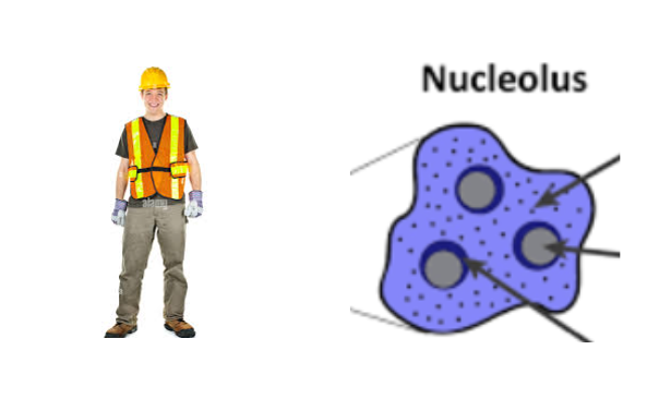 An image of the nucleolus