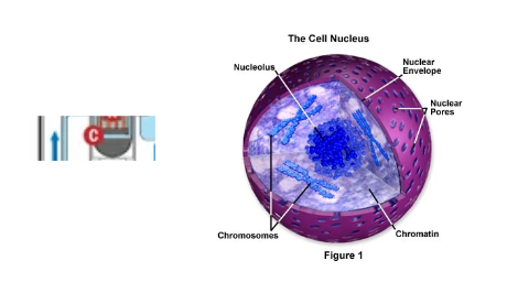 An image of the Nucleus