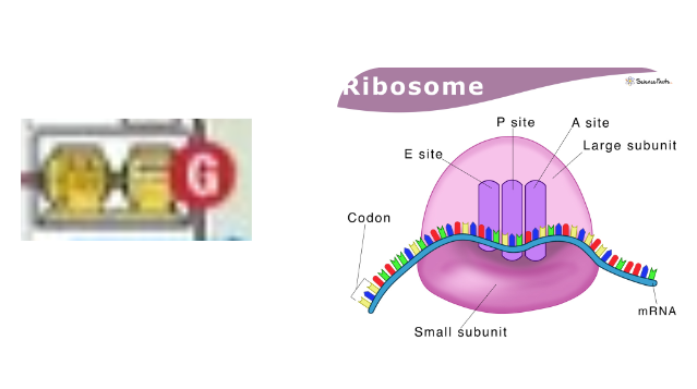 An image of the ribosomes